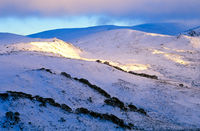 LS119 Snow Field, Kosciuszko National Park NSW